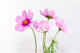 &quot;Flower Delivery Belle Chasse La